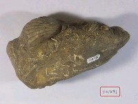 海扇藏品圖，第2張